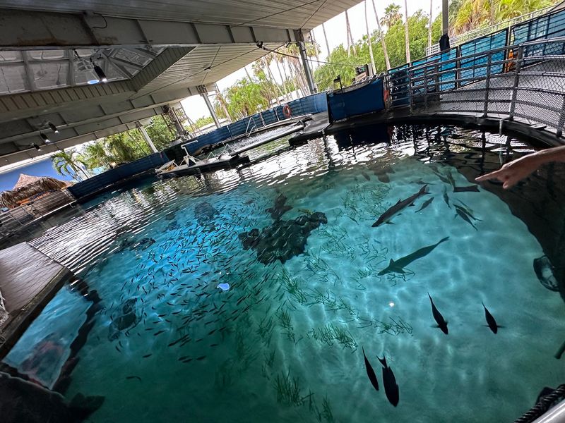 Manatee Rehabilitation You Can Observe