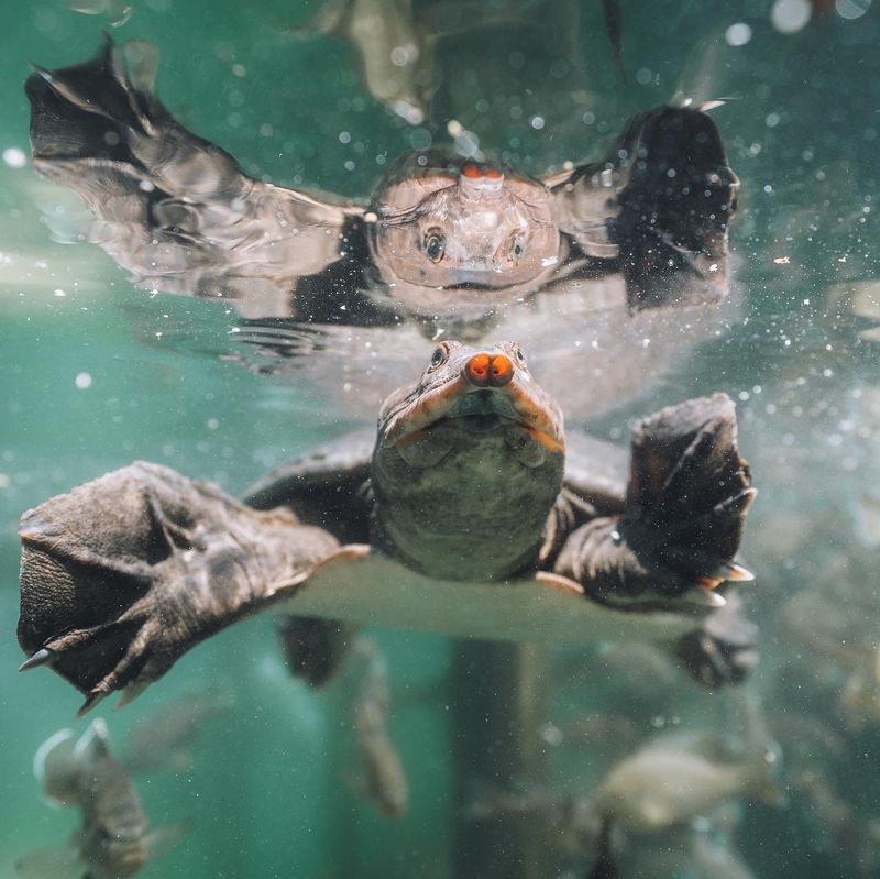 Meet Virgil and the Friendly Fish Crew