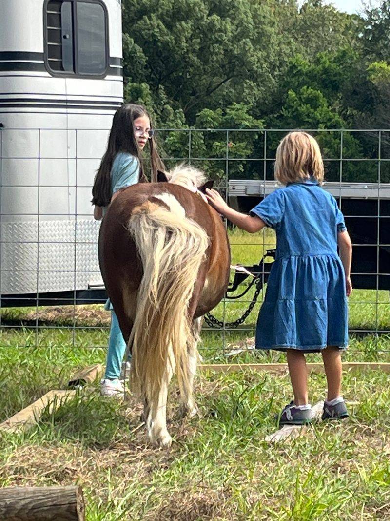 Meet Dominic the Chatty Donkey Who Loves Attention