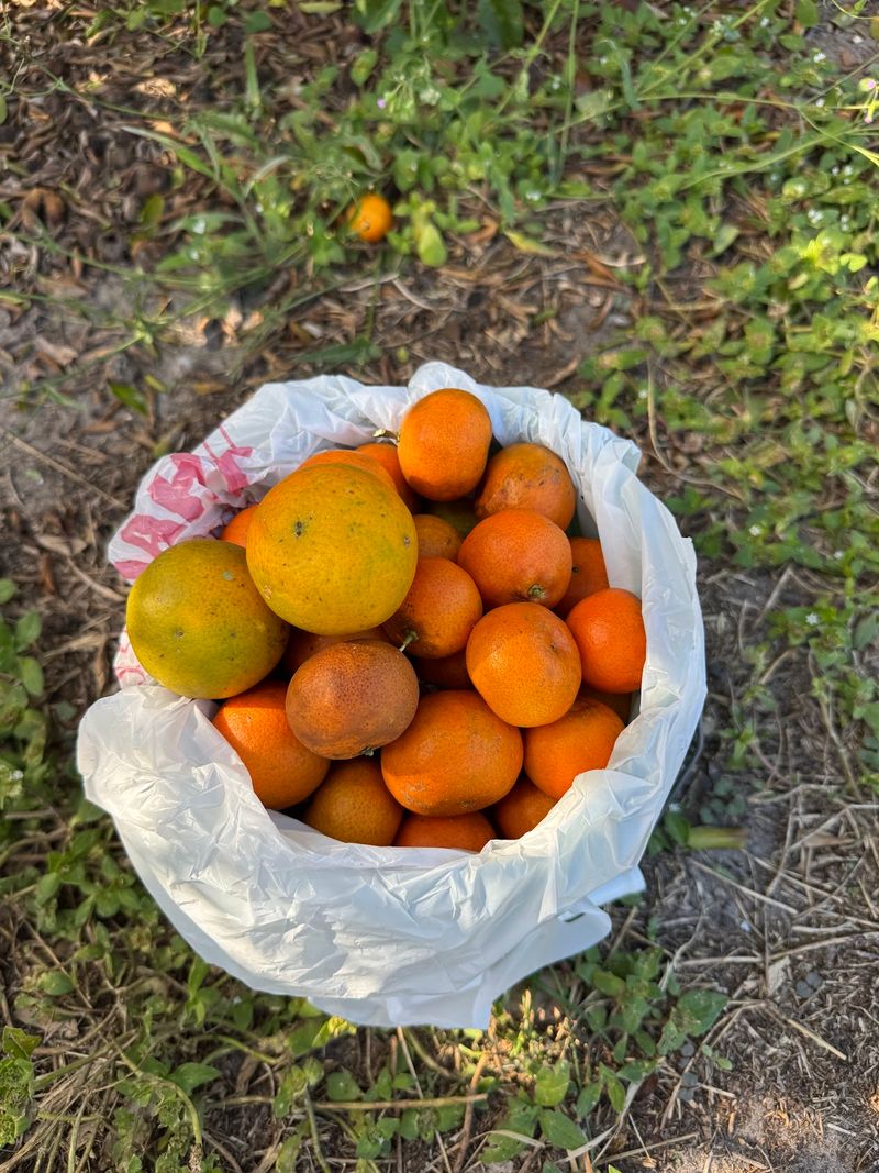 Florida Sweeties - Dade City