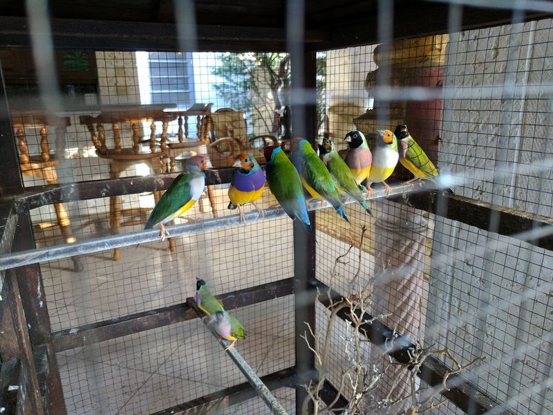 The Charming Resident Parrots