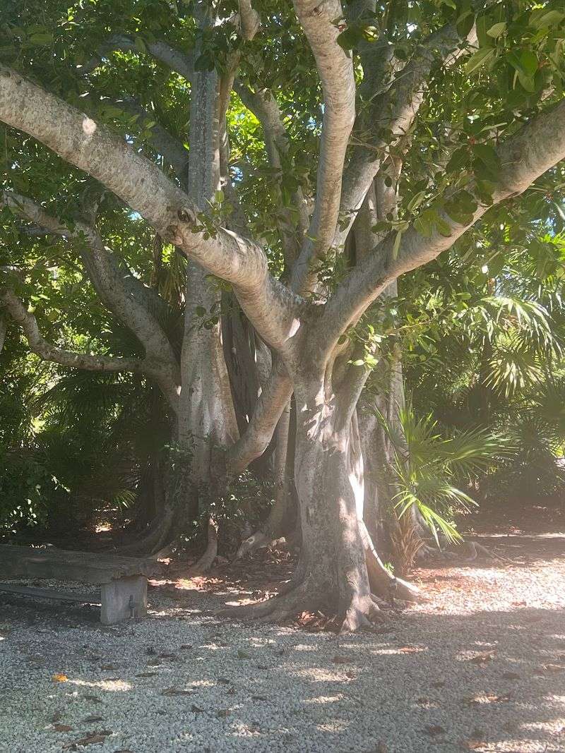 Crane Point Museum and Nature Center - History Meets Hammock