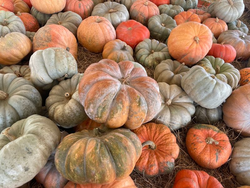 Hunsader Farms Pumpkin Festival – Myakka City