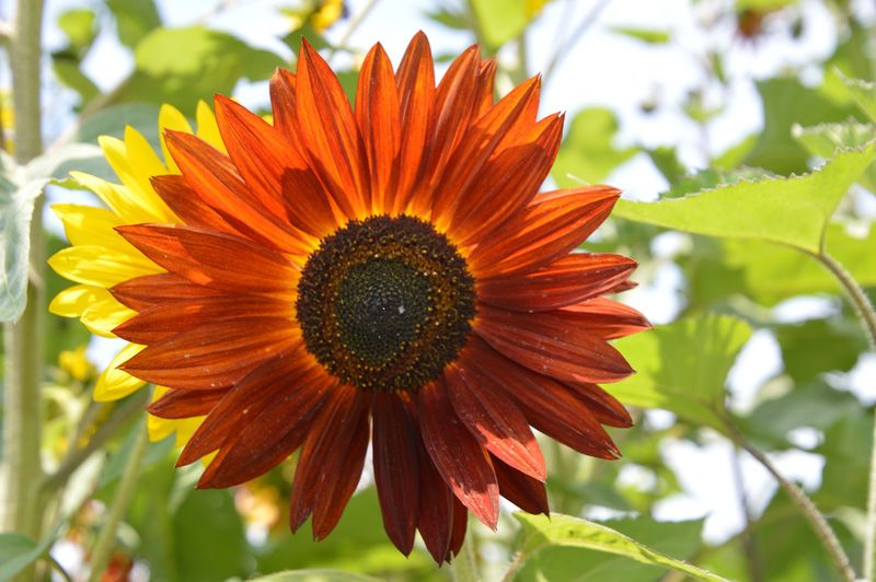 Sunflower Picking for Picture-Perfect Moments