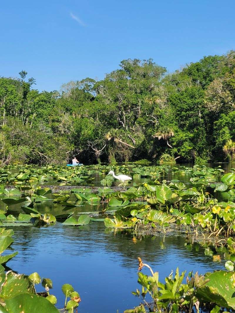 Wildlife Watching in Ocala National Forest