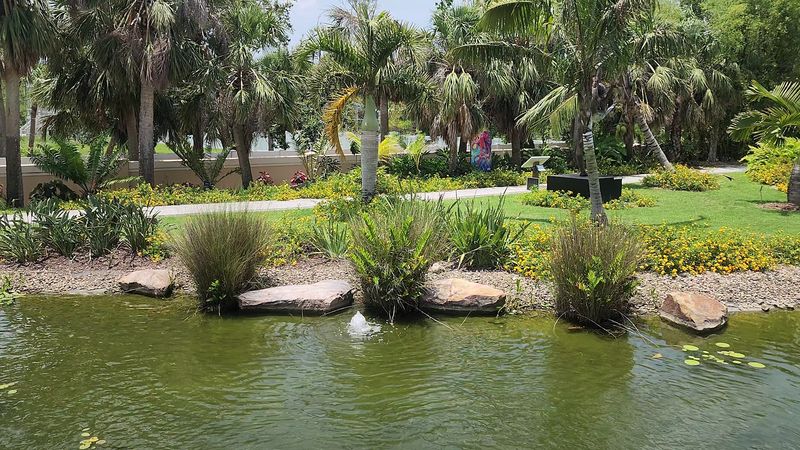 Koi Pond Where Fish Beg Like Puppies
