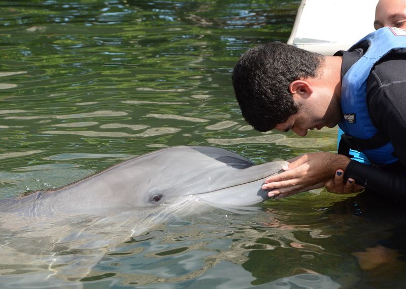 Dolphin Research Center - Making Friends with the Locals