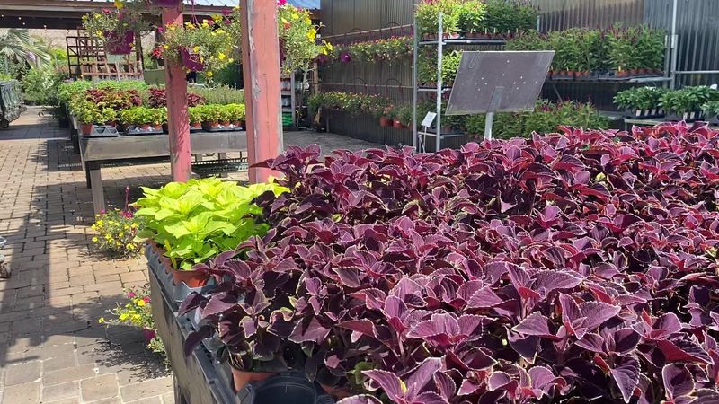 Bonsai Collection for Enthusiasts and Beginners