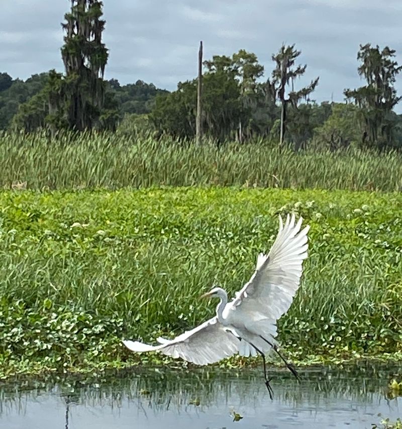 The Big Fight Over Free the Ocklawaha