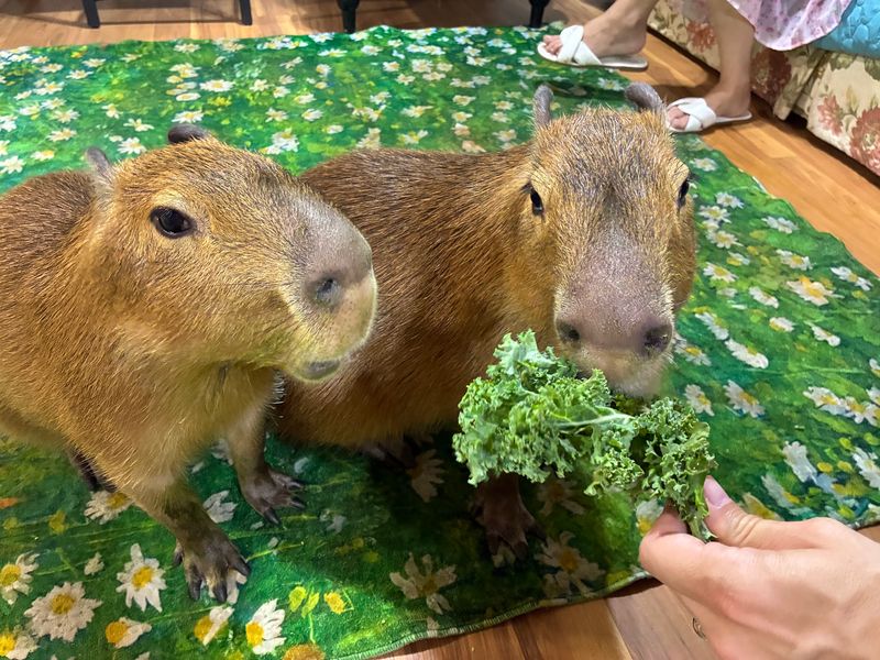 Meet Pumpkin the Capybara for an Unforgettable Encounter