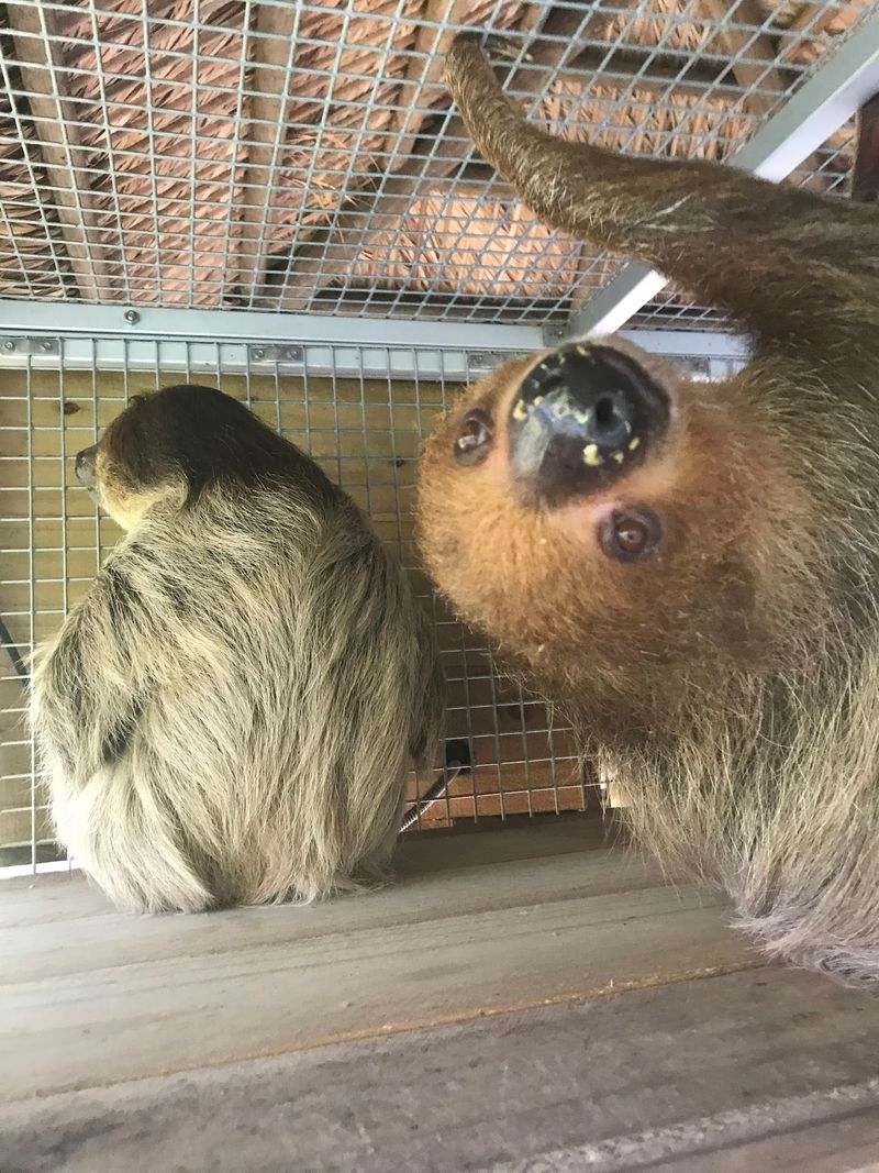 Sloth Interactions That Create Lifelong Memories