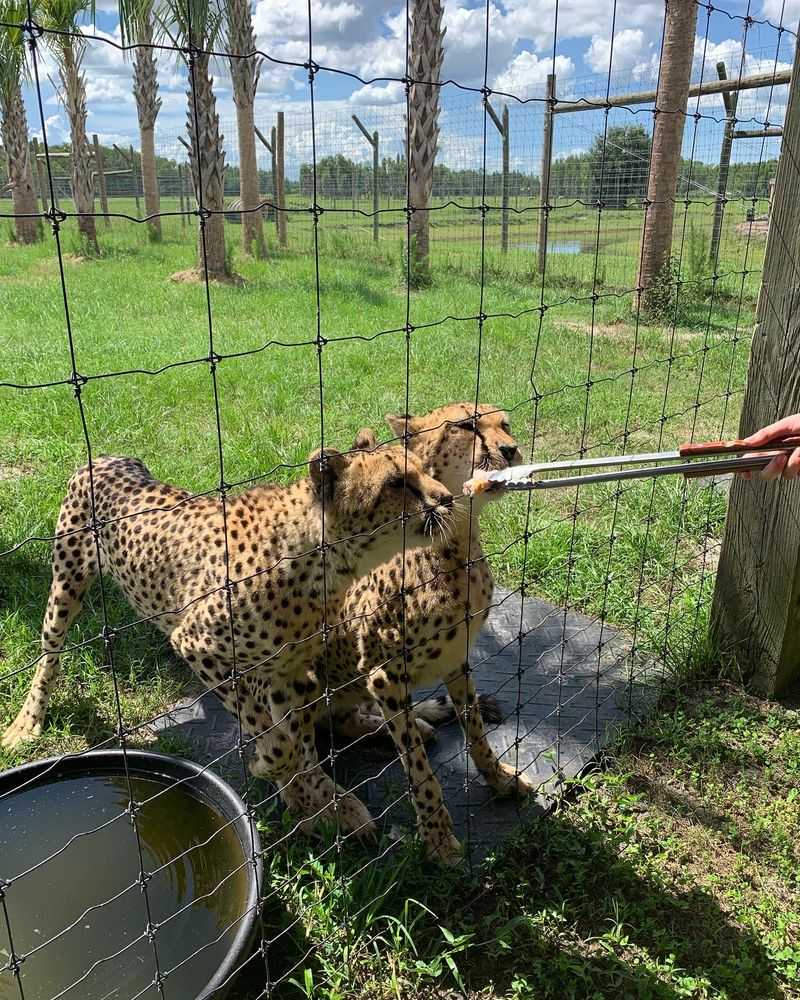 Safari Wilderness - Lakeland