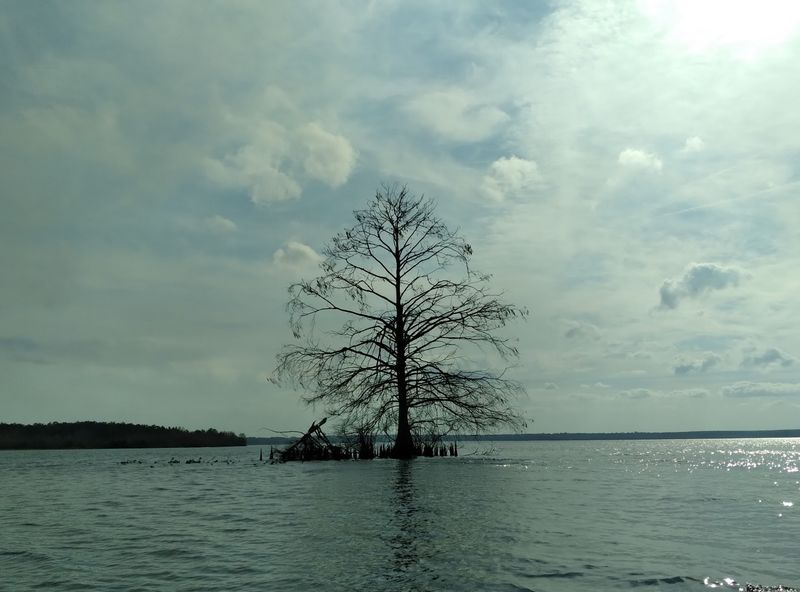 Stumps, Snags, and Ghost Forests