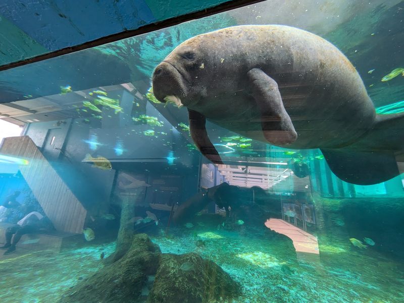 This Sarasota, Florida Aquarium Lets You See Marine Science Happening in Real Time