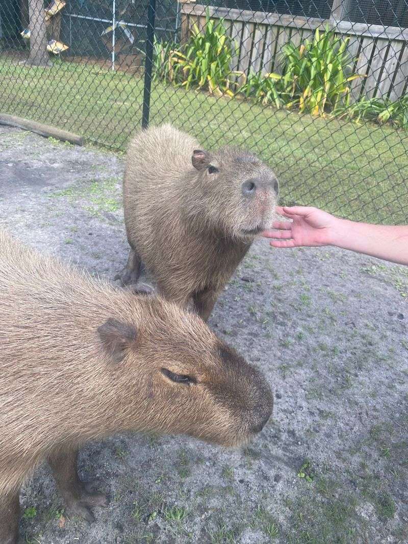 Capybara Encounters That Exceed Every Expectation