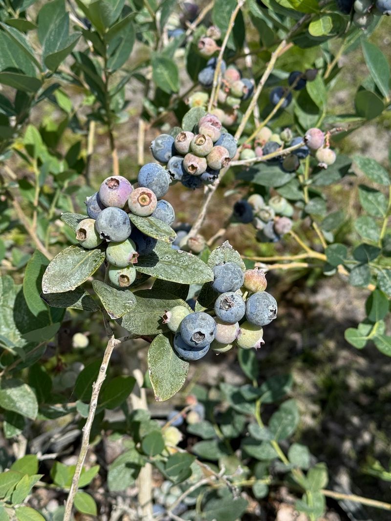 Fresh Produce and Blueberry Plants for Sale