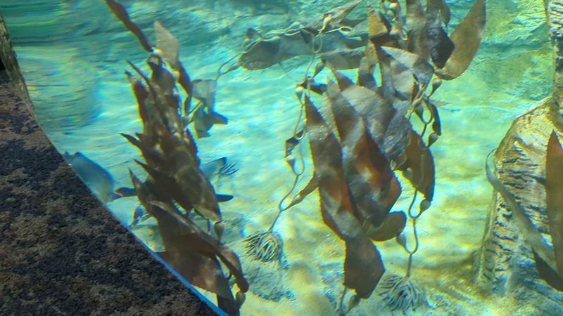 Touch Tanks With Rays and Baby Sharks