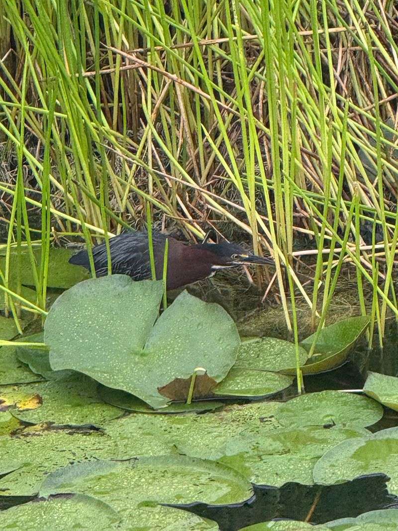 Wildlife Watching Opportunities You Won't Find At Gas Stations