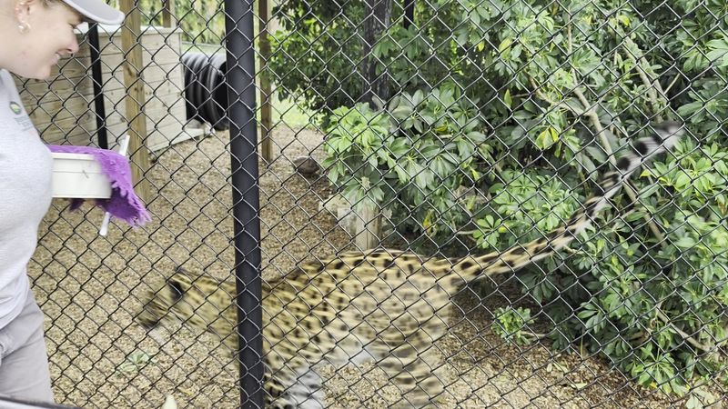 Cheetah Encounters That'll Make Your Heart Race
