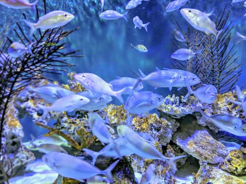 Jellyfish Galleries With Mesmerizing Displays