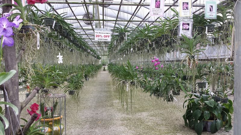 Expert Staff and Orchid Care Guidance