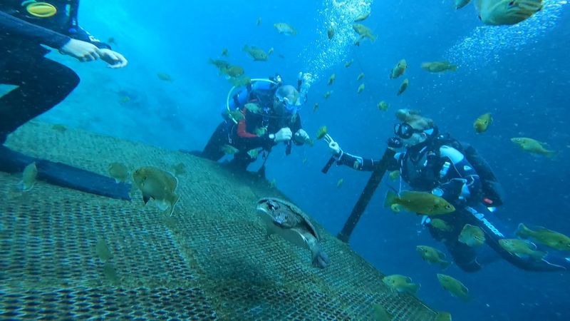 Perfect Training Ground for New Divers