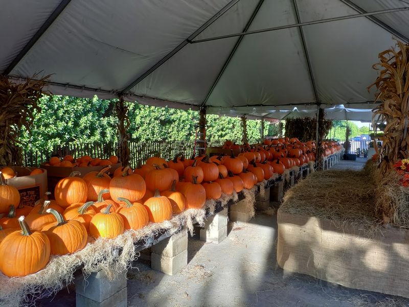 Fall Festival That Draws Families Year After Year