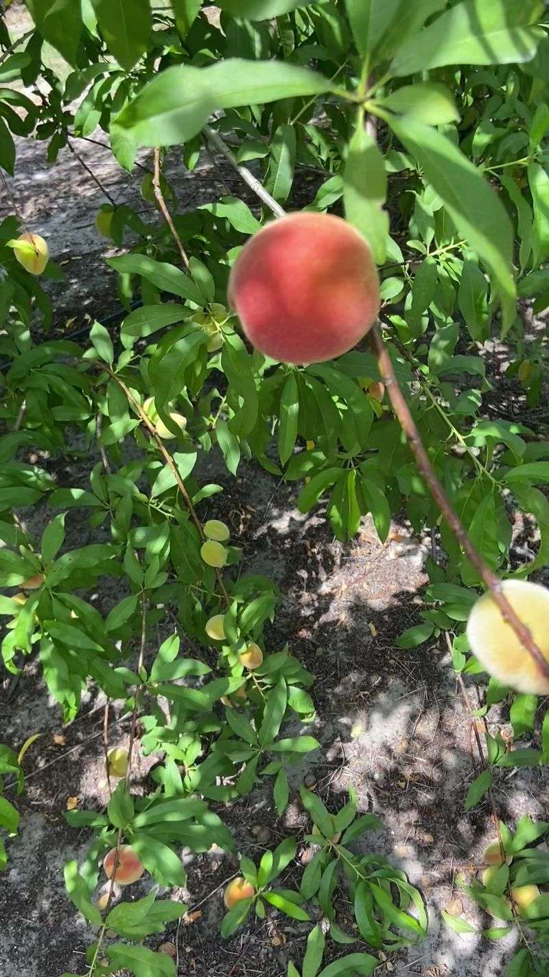 Grahams U Pick Peaches - Umatilla
