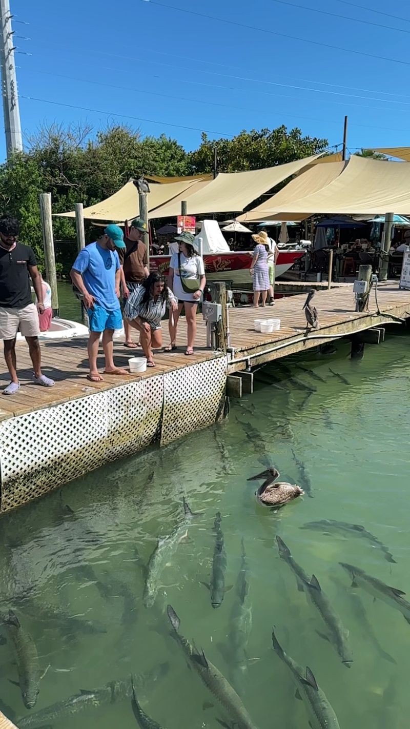 Battling Aggressive Pelicans for Your Bait