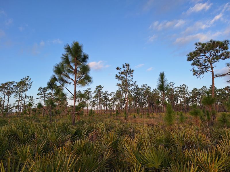 Three Lakes Wildlife Management Area, Kenansville
