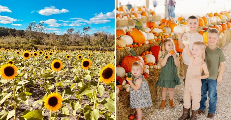 A Huge Fall Festival With U-Pick Sunflowers Is Blooming at This Central Florida Farm