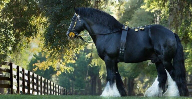 America’s First Gypsy Vanner Horses Arrived Through This Remarkable Ocala, Florida Farm