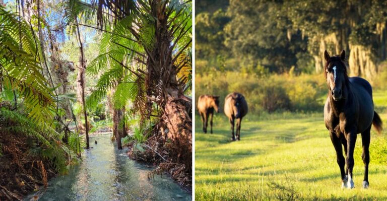 Beginner Hikers Can Enjoy Serious Scenery on These 12 Florida Trails