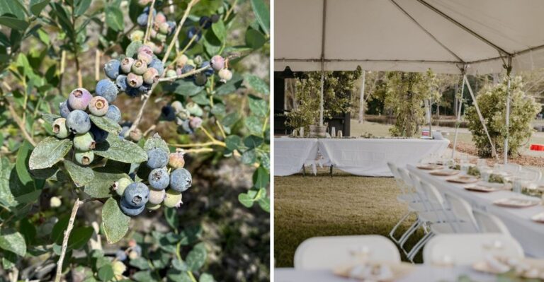 Blueberry Picking and Tractor Rides Make This Florida Farm Worth the Trip