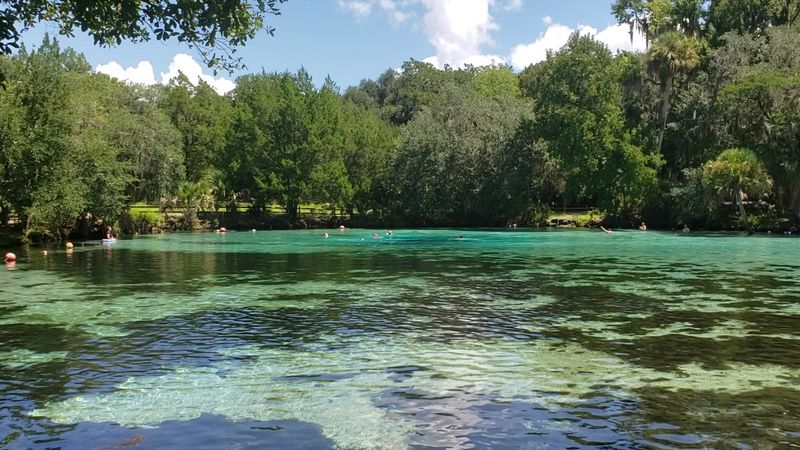 Manatee Encounters That Feel Like Nature Documentary Moments