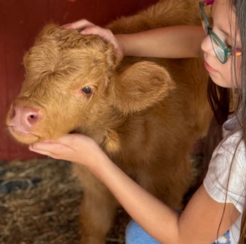 Get Up Close with Kristoff the Highland Cow