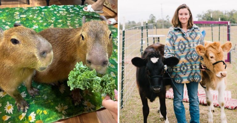 Capybaras and Pumpkin Painting Make This Florida Farm a Perfect Fall Adventure