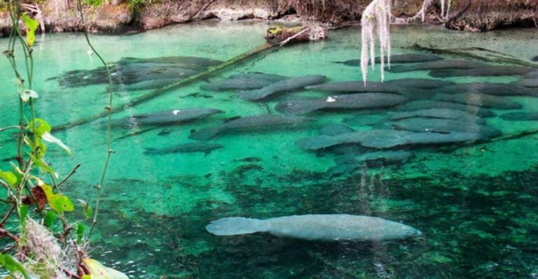 Every Winter, Hundreds of Manatees Take Over This Crystal-Clear Florida Spring