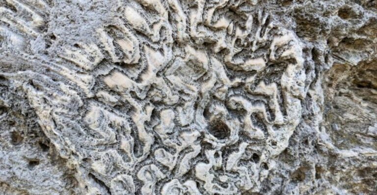 Explore Millions of Years of Florida History at This Ancient Coral Quarry in the Keys
