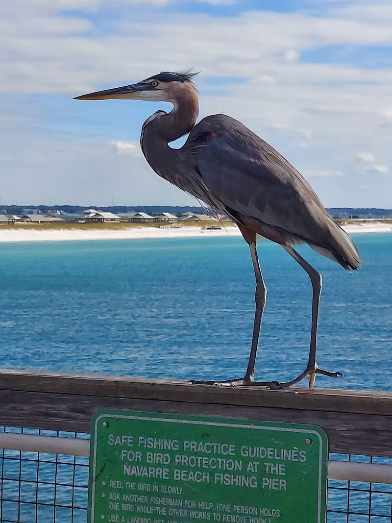 Wildlife Encounters You Won't Find in Guidebooks