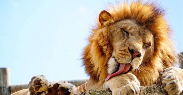 Florida Has 9 Wildlife Encounters That Feel Like a Trip Across the African Savanna
