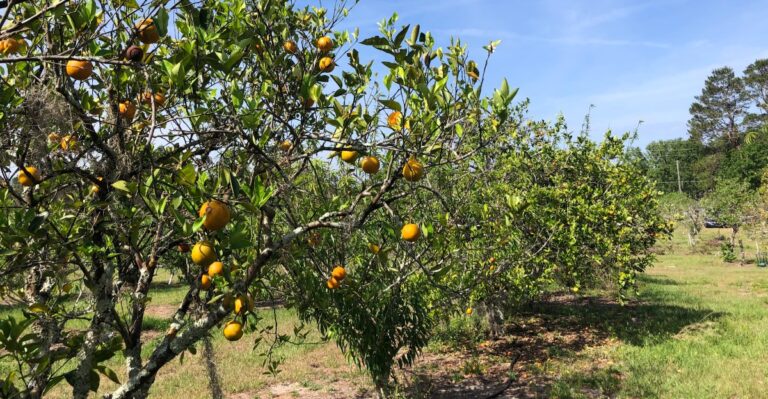 Fresh Oranges Taste Better When You Pick Them Yourself at These 7 Florida Groves