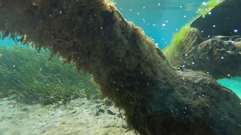 Snorkeling the Spring Runs