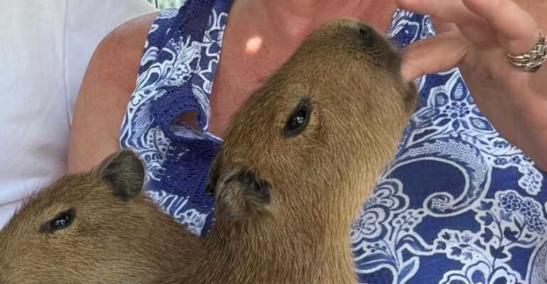 Just 30 Minutes From Tampa, This Fall Festival Comes With Capybaras and Highland Cows