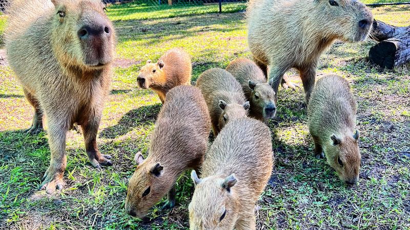 Exotic Residents With Fascinating Rescue Stories