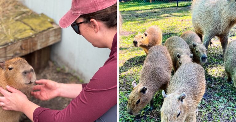Meet Capybaras Face to Face at This Unforgettable Florida Wildlife Park