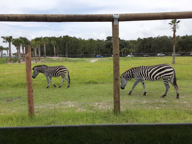 Wild Florida Drive-thru Safari Park - Kenansville