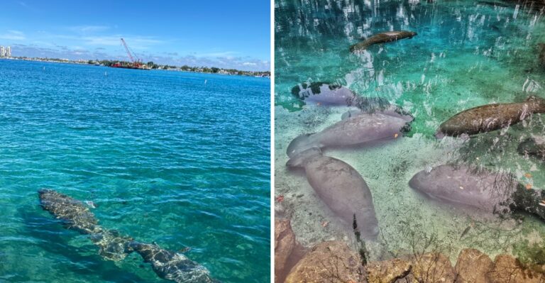 No Boat Needed to Spot Wild Manatees at These 10 Florida Locations