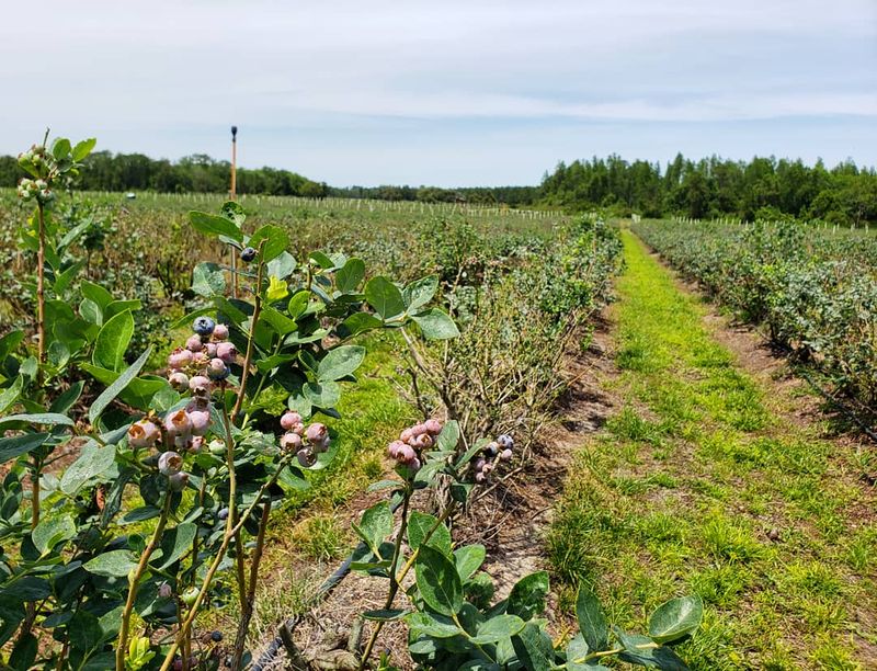 Pick Your Own Organic Blueberries
