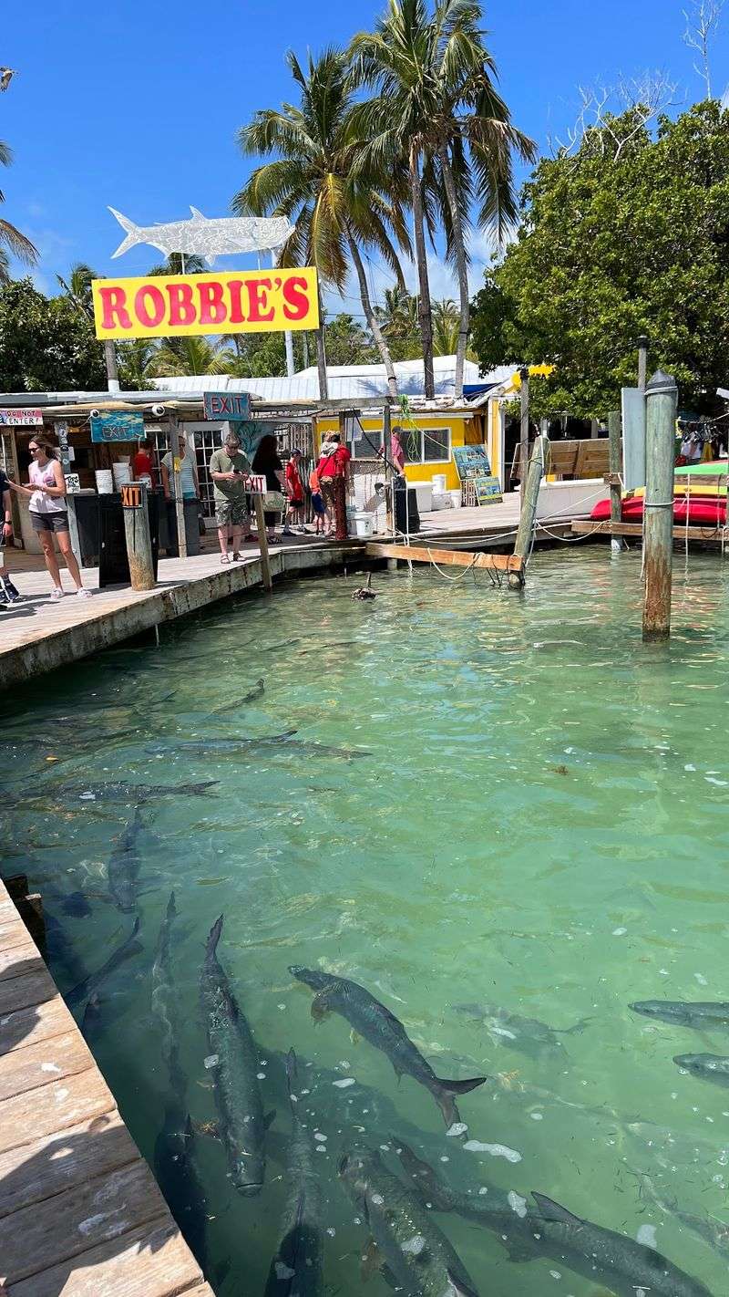 Hand-Feeding Tarpon That Weigh More Than You Do